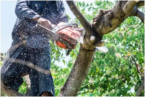 tree services Tahlequah